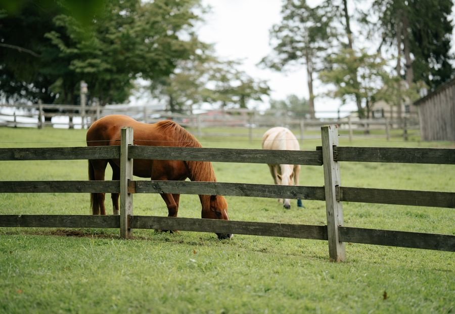 Four board horse fence along a paddock line on a small acreage outside Springfield