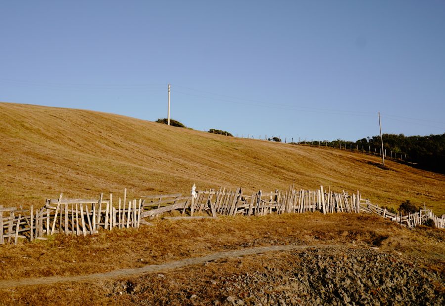 Cleared fence line with old wire and rotted posts pulled out and the run staked for rebuild